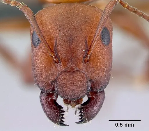 Camponotus andrianjaka specimen