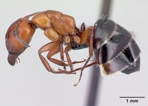 Camponotus andrianjaka specimen