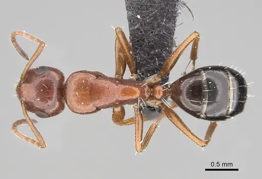Camponotus andrianjaka - CASENT0243690
