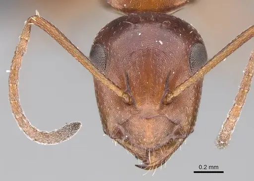 Camponotus andrianjaka - CASENT0243690
