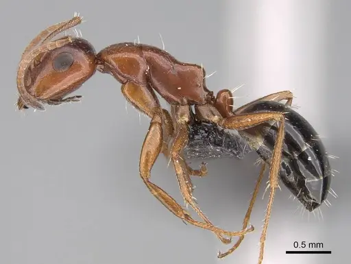 Camponotus andrianjaka - CASENT0243690