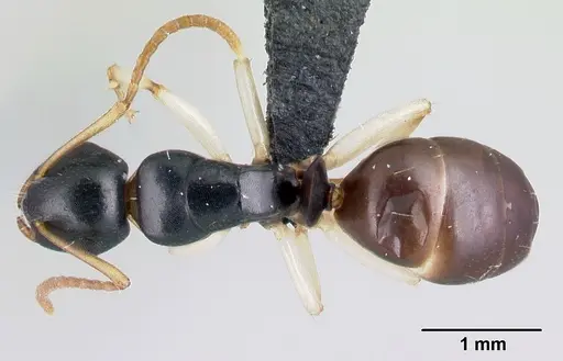 Camponotus androy specimen
