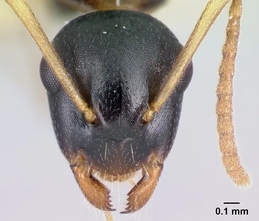 Camponotus androy specimen
