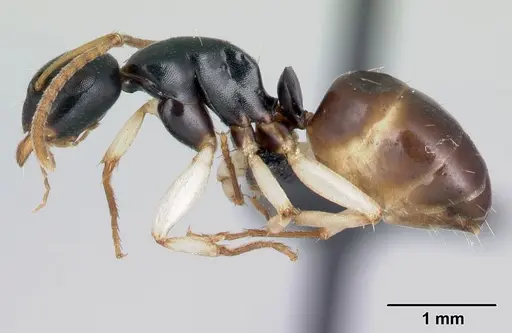 Camponotus androy specimen