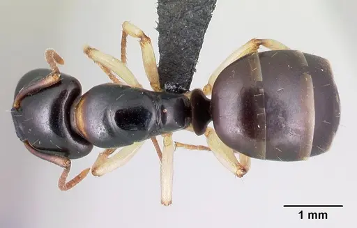 Camponotus androy - CASENT0453728