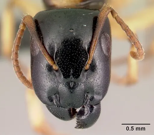 Camponotus androy - CASENT0453728