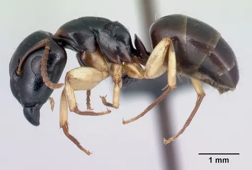Camponotus androy - CASENT0453728