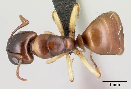 Camponotus androy - CASENT0454031