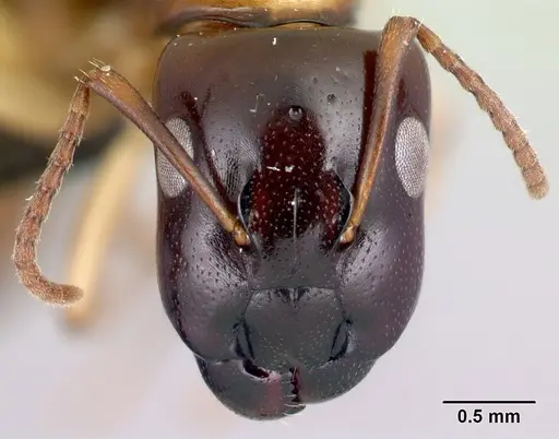 Camponotus androy - CASENT0454031