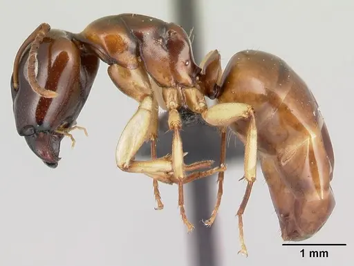 Camponotus androy - CASENT0454031