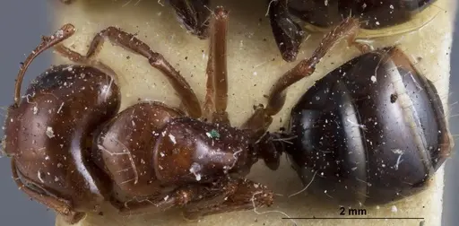 Camponotus andyyoungi specimen