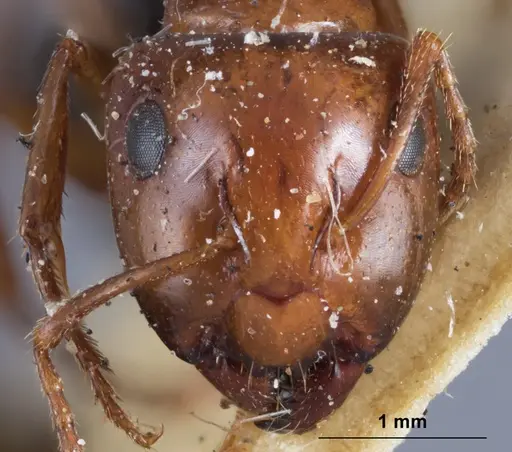 Camponotus andyyoungi specimen