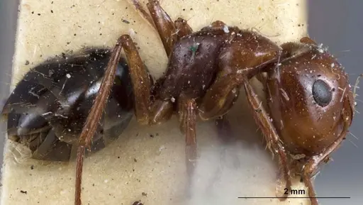 Camponotus andyyoungi specimen