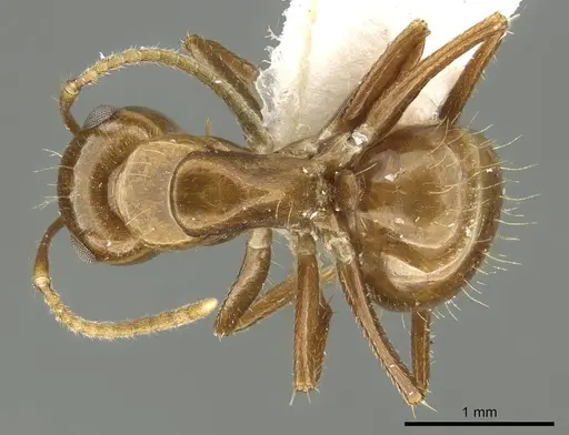 Camponotus andyyoungi - CASENT0915747