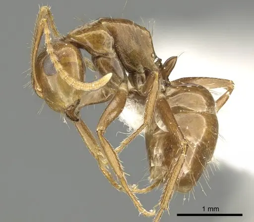 Camponotus andyyoungi - CASENT0915747