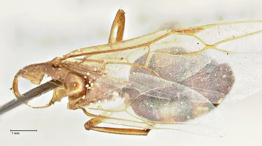 Camponotus anguliceps specimen