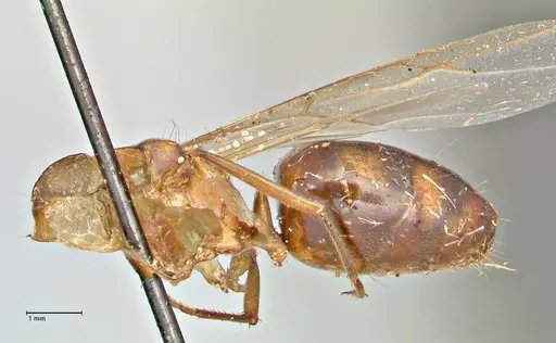 Camponotus anguliceps specimen