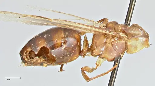 Camponotus anguliceps specimen