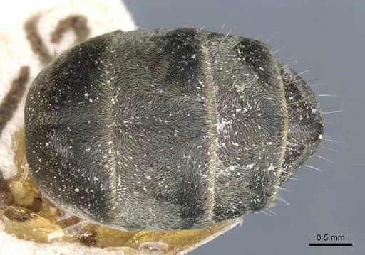 Camponotus angusticeps specimen