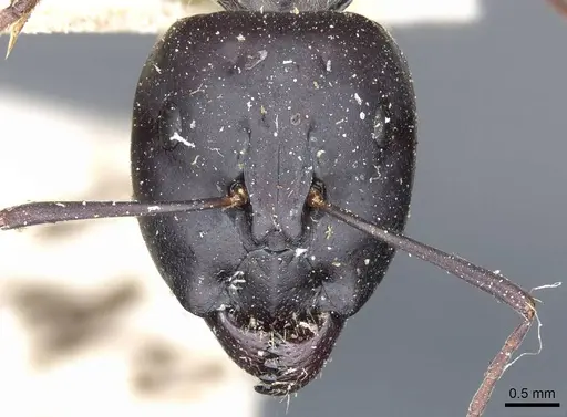 Camponotus angusticeps specimen