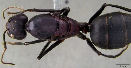 Camponotus angusticollis specimen