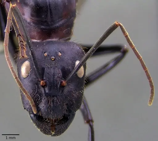 Camponotus angusticollis specimen