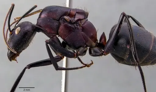 Camponotus angusticollis specimen