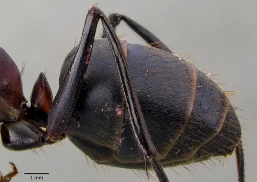 Camponotus angusticollis - ANTWEB1041877