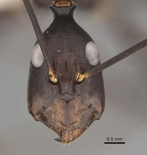 Camponotus angusticollis - CASENT0280272