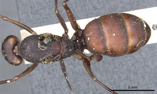 Camponotus angusticollis - CASENT0903557