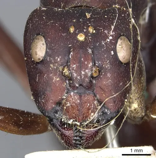 Camponotus angusticollis - CASENT0903557