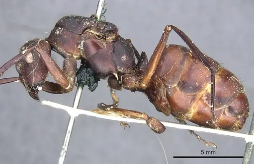 Camponotus angusticollis - CASENT0903557