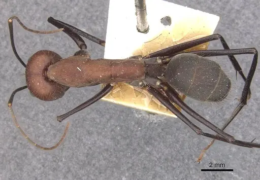 Camponotus angusticollis - CASENT0910082