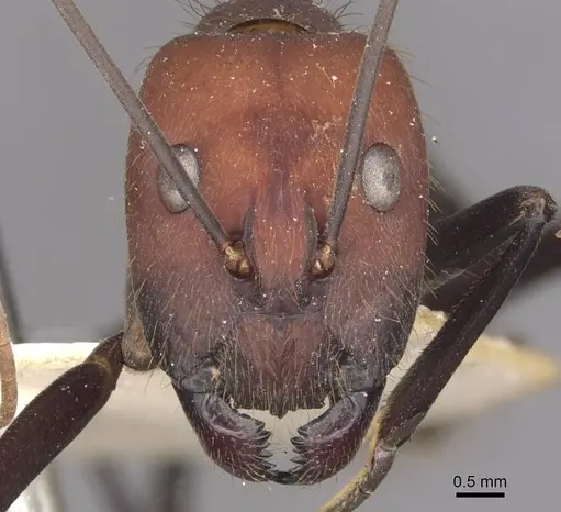 Camponotus angusticollis - CASENT0910082