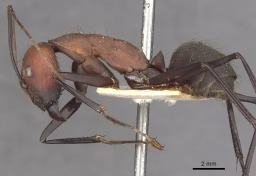 Camponotus angusticollis - CASENT0910082