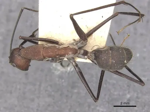 Camponotus angusticollis - CASENT0910083