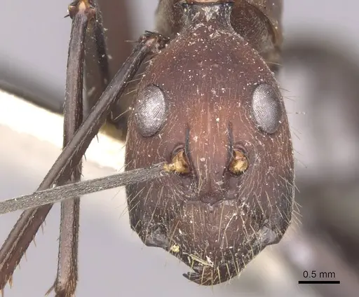 Camponotus angusticollis - CASENT0910083