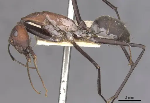 Camponotus angusticollis - CASENT0910083