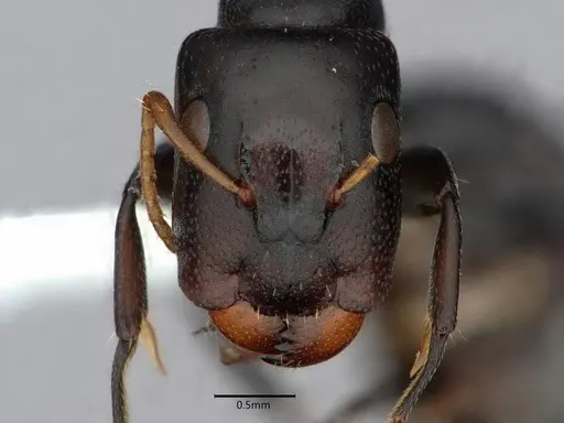 Camponotus annulatus specimen