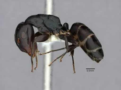 Camponotus annulatus specimen
