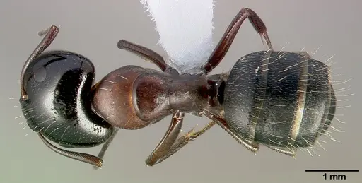 Camponotus anthrax specimen