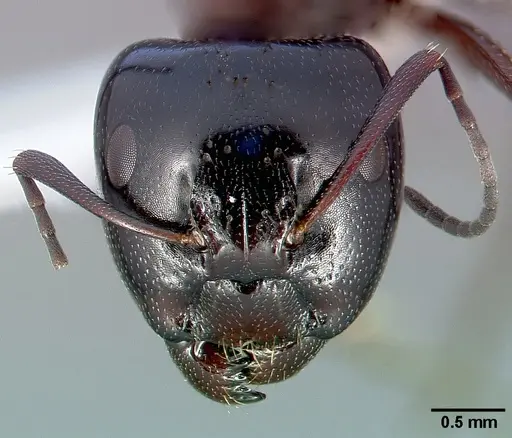 Camponotus anthrax specimen