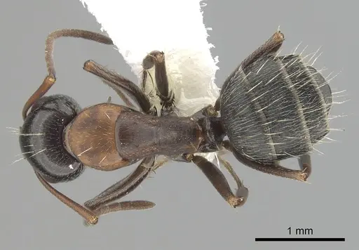 Camponotus anthrax - CASENT0249363
