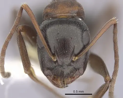 Camponotus anthrax - CASENT0249363