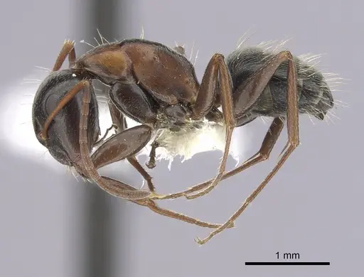 Camponotus anthrax - CASENT0249363