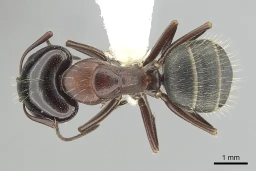 Camponotus anthrax - CASENT0249364