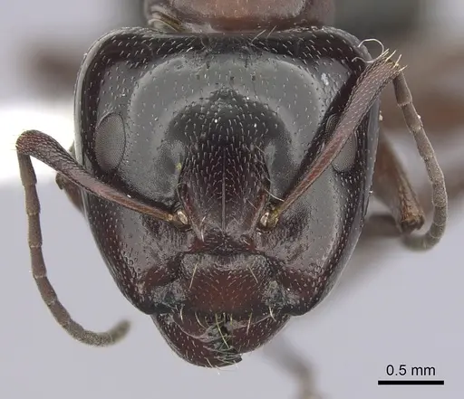 Camponotus anthrax - CASENT0249364