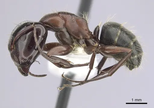 Camponotus anthrax - CASENT0249364