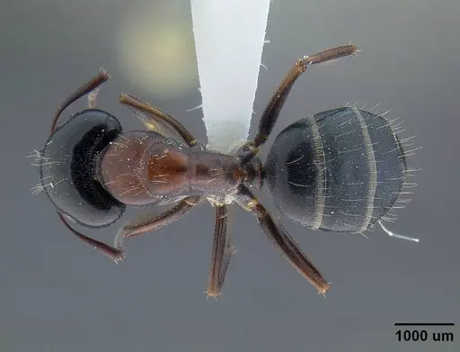 Camponotus anthrax - CASENT0732635