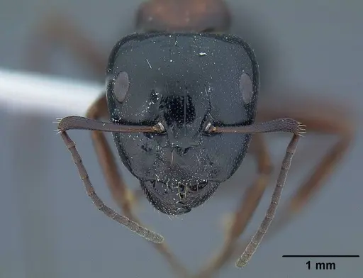 Camponotus anthrax - CASENT0732635